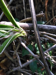 Ionopsis utricularioides