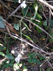 Ionopsis utricularioides