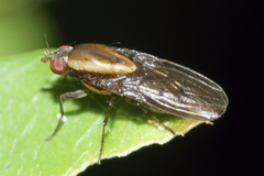 Allophylopsis