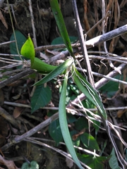 Ionopsis utricularioides