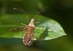 Hydaropsis longirostris