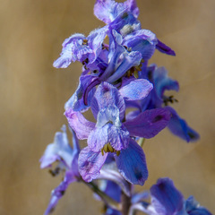 Delphinium recurvatum