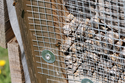 Photo of Red Mason Bee (Osmia bicornis)