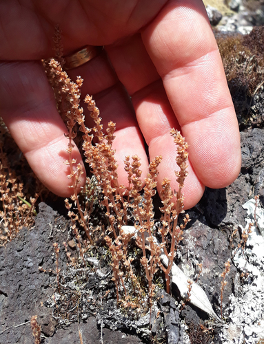 Crassula colligata
