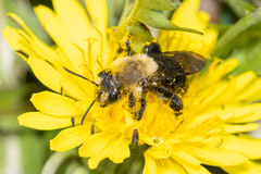 Andrena dunningi