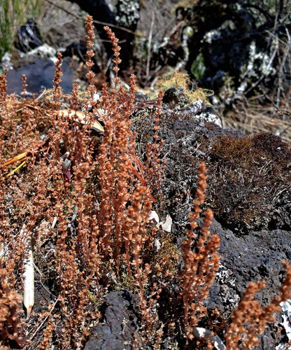 Crassula colligata