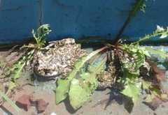 Bufotes viridis viridis