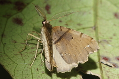 Chalastra pellurgata