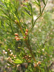 Cyanothamnus quadrangulus