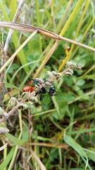 Chlorion hemipyrrhum