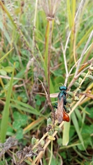 Chlorion hemipyrrhum