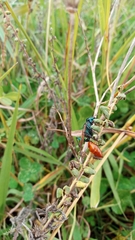 Chlorion hemipyrrhum