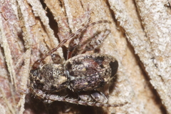 Somatidia antarctica