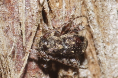 Somatidia antarctica