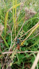 Chlorion hemipyrrhum