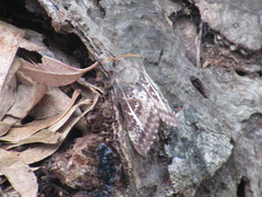 Oxycanus