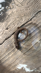 Elgaria multicarinata