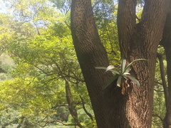Agave attenuata