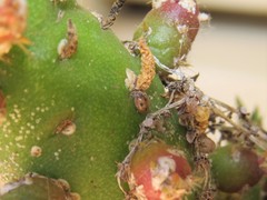 Pharoscymnus flexibilis