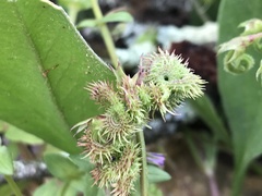 Scorpiurus muricatus