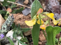 Scorpiurus muricatus