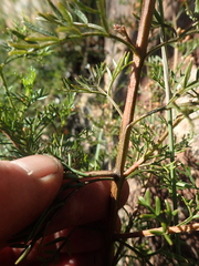 Cyanothamnus quadrangulus