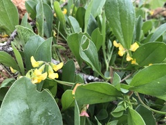 Scorpiurus muricatus