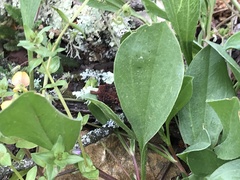 Scorpiurus muricatus