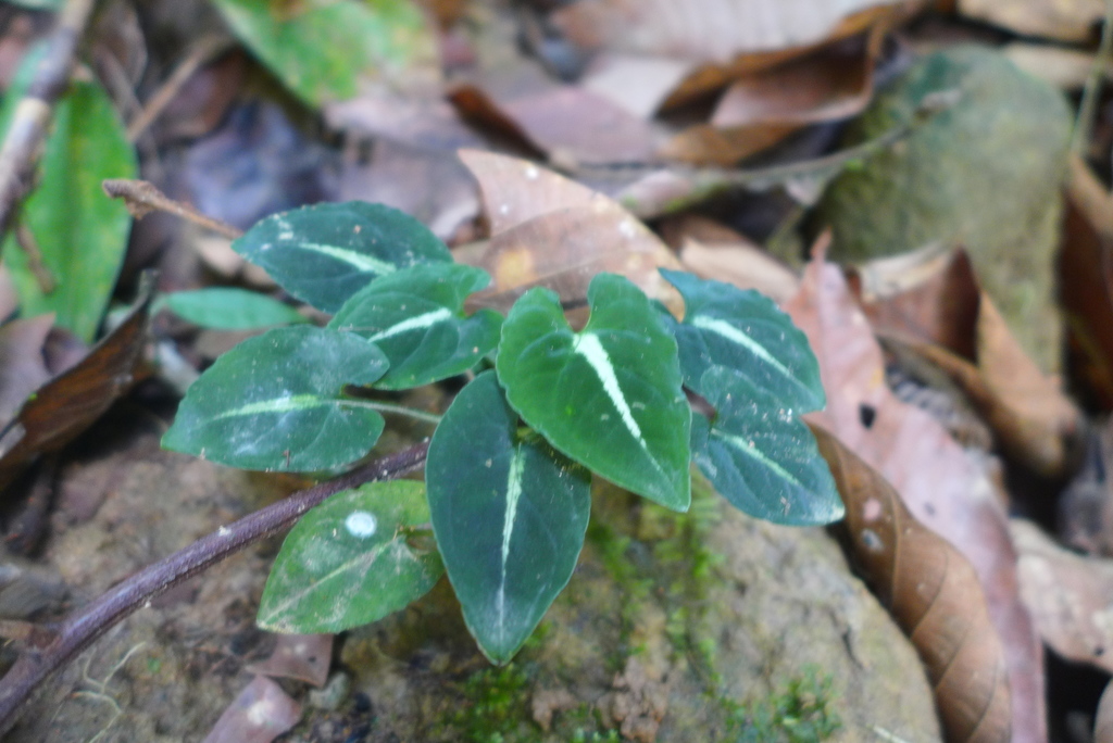 Syngonium rayi