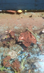 Bufotes viridis viridis