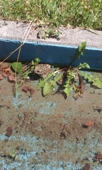 Bufotes viridis viridis