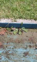 Bufotes viridis viridis