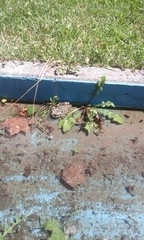 Bufotes viridis viridis