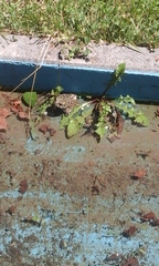 Bufotes viridis viridis