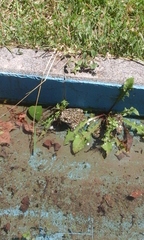 Bufotes viridis viridis