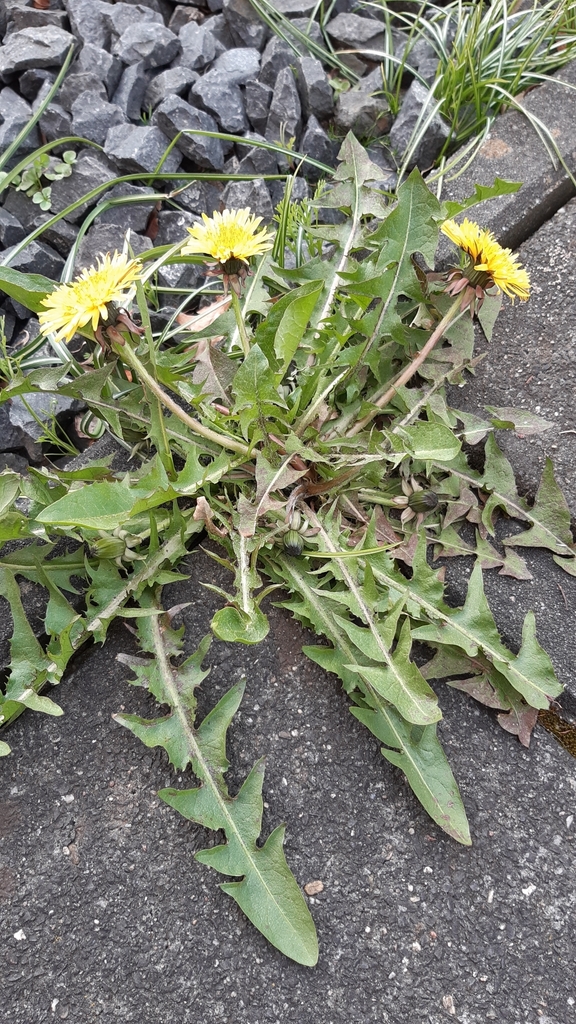 tar-blotched dandelion