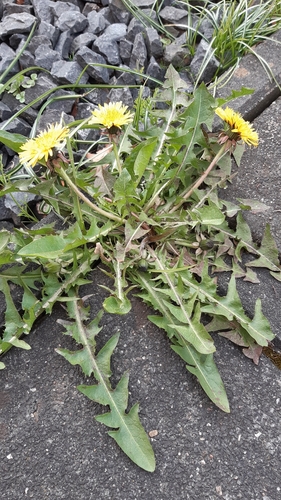 tar-blotched dandelion (Taraxacum pannulatiforme)