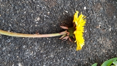 Taraxacum pannulatiforme