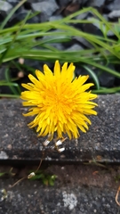 Taraxacum pannulatiforme