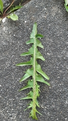 Taraxacum pannulatiforme