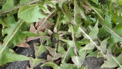 Taraxacum pannulatiforme