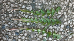Taraxacum brabanticum