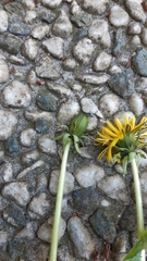 Taraxacum brabanticum