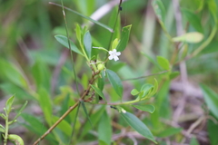 Myoporum boninense