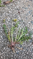 Taraxacum brabanticum