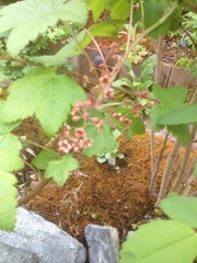 Ribes laxiflorum