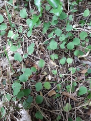 Brachyglottis sciadophila