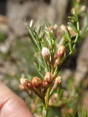 Cyanothamnus quadrangulus