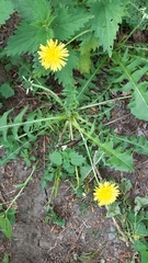 Taraxacum subpraticola