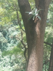 Agave attenuata